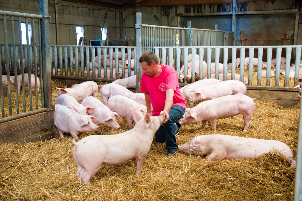 Porc Qualit&eacute; Ardenne