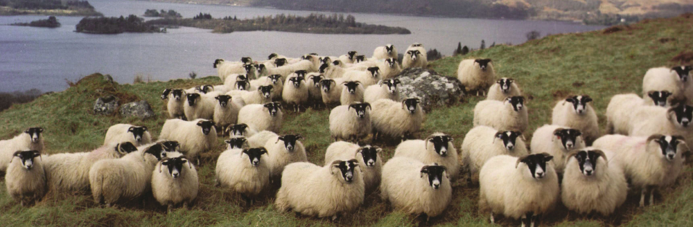 Scotch Lamb PGI