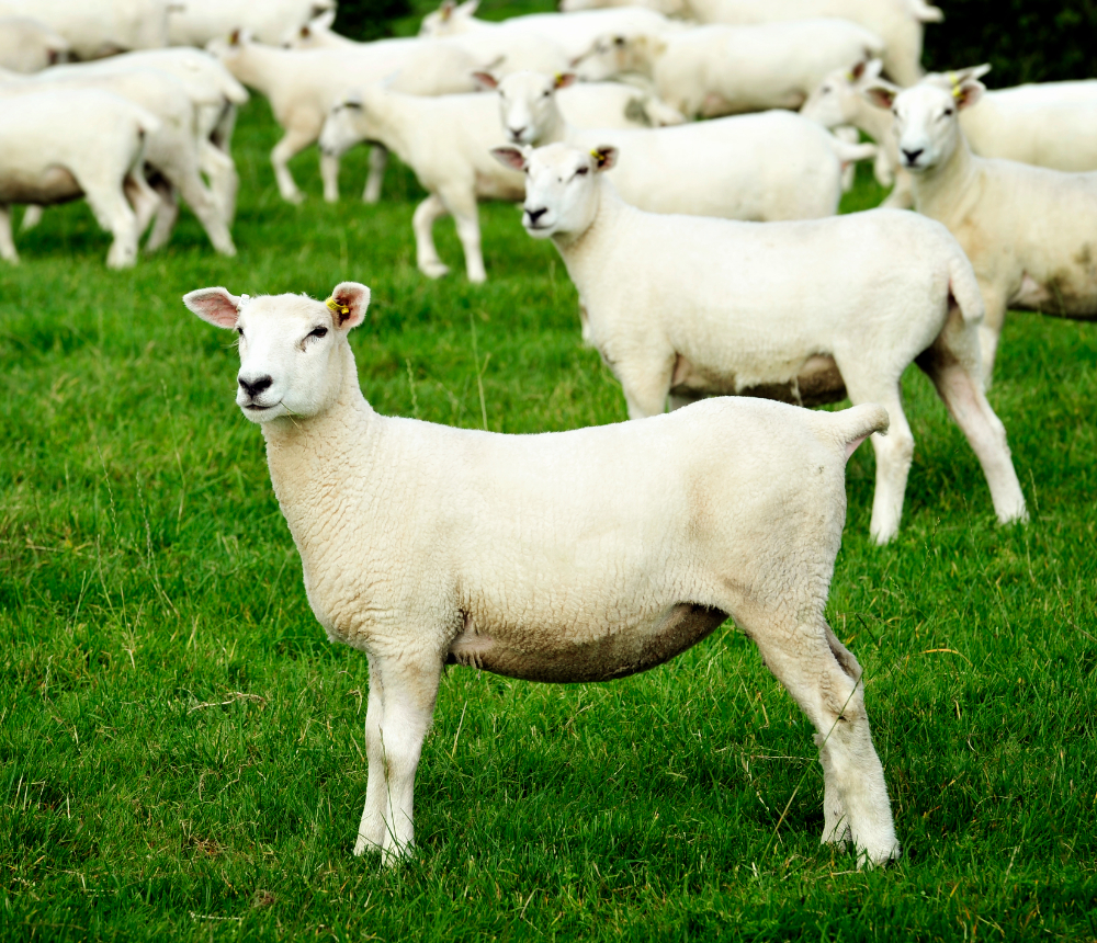 Eblex lamsvlees