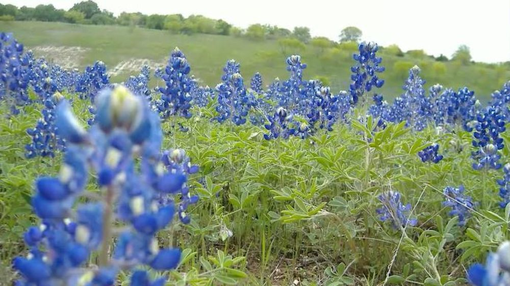 lupine blauw planten