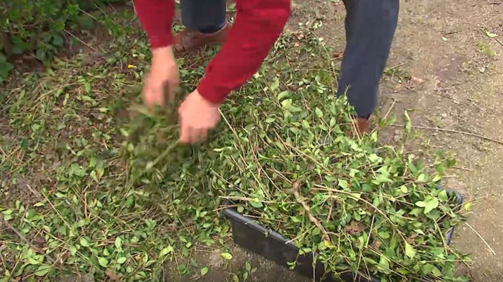 groen afval composteren tuin