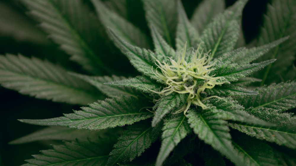 cannabis