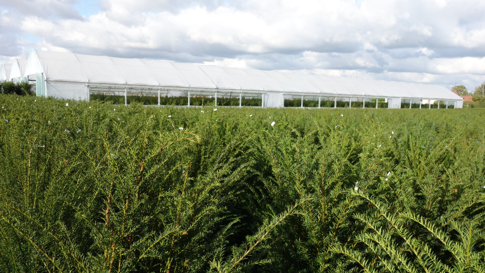 taxus