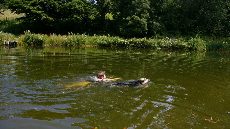 Zwemvijver étang de natation