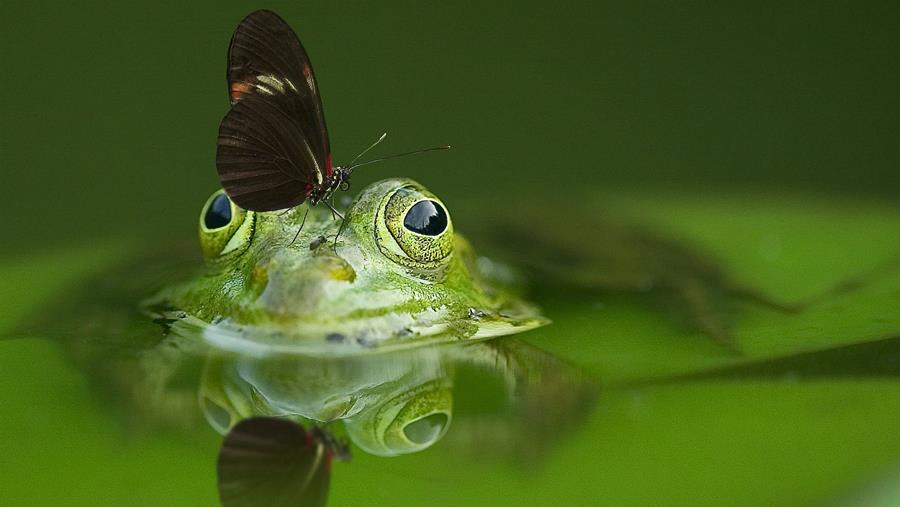Biodivers ÉTANG DE NATATION