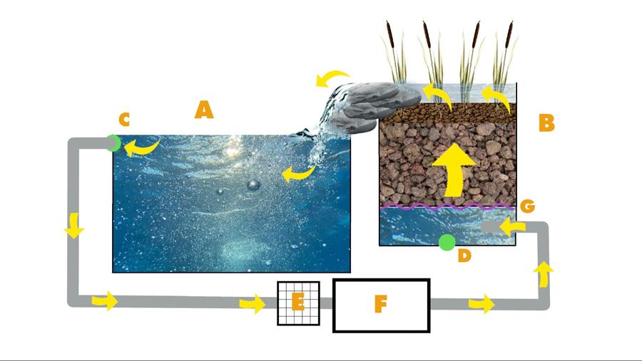 Upflow ÉTANG DE NATATION