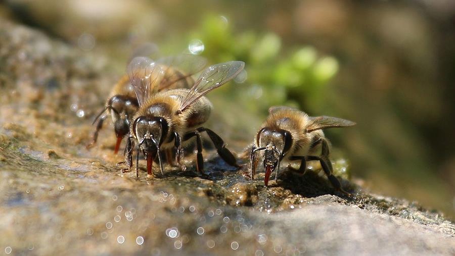 drinkende bijen vogelbad waterschaal