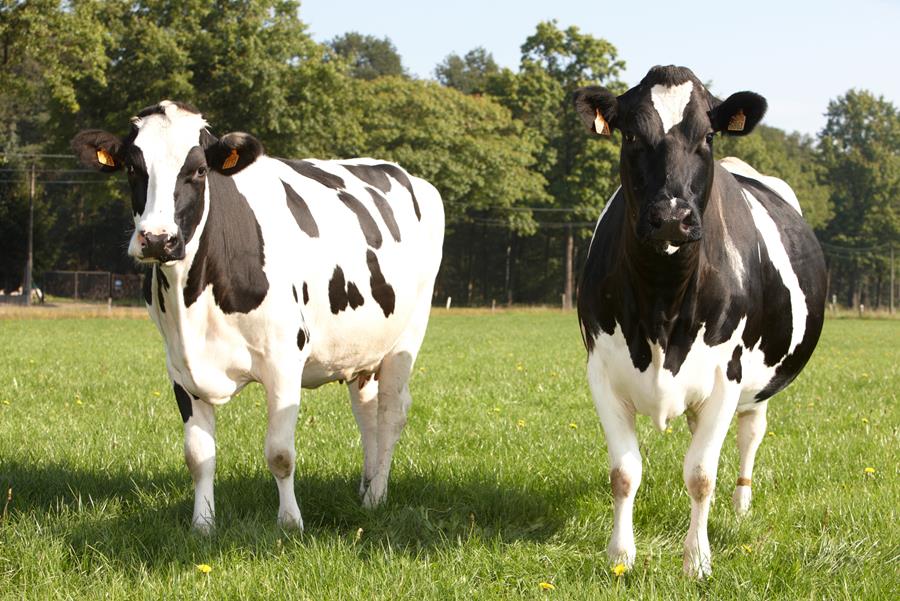 kaas